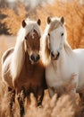 Close-up of Two horses in a autumn dry grass