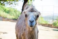 Close up of a two-humped camel. Royalty Free Stock Photo