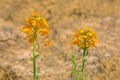 Erysimum bungei