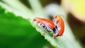 CloseUp of two insects in love Royalty Free Stock Photo
