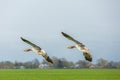 Close up of two isolated flying Greylag Geese, Anser anser, in gliding flight Royalty Free Stock Photo