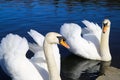 Close up of two isolated swans at lakeside in water - Germany, Viersen, Hariksee