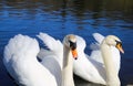 Close up of two isolated swans at lakeside in water - Germany, Viersen, Hariksee