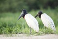 Close up of two Jabiru storks standing on a river bank