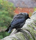 Close up of two jackdaws perched on an old stone wall Royalty Free Stock Photo