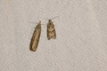 tortricidae moth