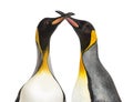 Close-up of two king penguins, isolated Royalty Free Stock Photo