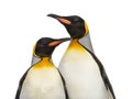 Close-up of two king penguins, isolated Royalty Free Stock Photo