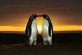 Close-up of two King penguins standing in the field at sunset Royalty Free Stock Photo