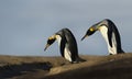 Close up of two King penguins trying to cross a ditch Royalty Free Stock Photo