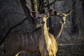 Close up of two Kudu cows looking interestedly at the camera Royalty Free Stock Photo