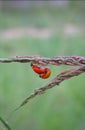 Close up of two lady bugs Royalty Free Stock Photo