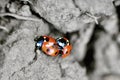 Close up of Two Ladybugs on the Ground Royalty Free Stock Photo