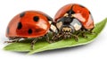 Close-up of two ladybugs interacting on leaf Royalty Free Stock Photo