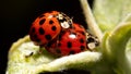 Close-up of two ladybugs making love in nature Royalty Free Stock Photo