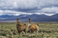 Close-up of two lamas in the Bolivian Altiplano, their natural habitat, with snowy mountains in the background