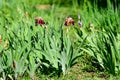 Close up of two large dark red iris flowers in a sunny spring garden, beautiful outdoor floral background photographed Royalty Free Stock Photo