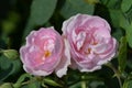 Close up of two large and delicate light pink roses in full bloom and small blooms in a summer garden, in direct sunlight, with bl Royalty Free Stock Photo