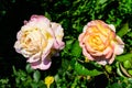 Close up of two large and delicate light yellow and pink roses\ in full bloom in a summer garden, in direct sunlight, with blurre Royalty Free Stock Photo