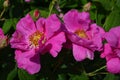 Close up of two large and delicate vivid pink magenta roses in full bloom in a summer garden, in direct sunlight, beautiful outdoo Royalty Free Stock Photo