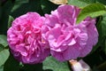 Close up of two large and delicate vivid pink magenta roses in full bloom in a summer garden, in direct sunlight, beautiful outdoo Royalty Free Stock Photo