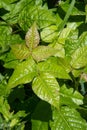 Close up of two leaves on a poison ivy plant. Royalty Free Stock Photo