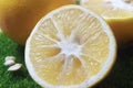 Top View Close Up two Lemon and stainless steel sharp knife at plastic artificial green grass Royalty Free Stock Photo