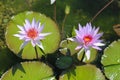 Close up of two purple water lily flowers and pads in a pond Royalty Free Stock Photo