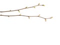 Close-up of two Linden branches with young buds isolated on white background