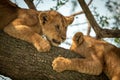 Close-up of two lion cubs on bough Royalty Free Stock Photo