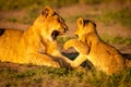 Close-up of two lion cubs play fighting Royalty Free Stock Photo