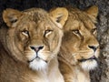 Close up of two lioness sisters