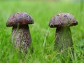 Close up of two little mushrooms in the grass Royalty Free Stock Photo