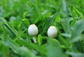 Close-up of two little wild white mushrooms growing on the green grass field Royalty Free Stock Photo