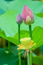 Lotus bud and seedpod