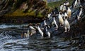 Close up of two Macaroni Penguins amid a raft of Macaroni Penguins hopping down a large rock to the ocean for morning feeding, Coo Royalty Free Stock Photo