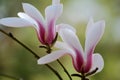 Close up of two magnolia flowers Royalty Free Stock Photo