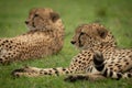 Close-up of two male cheetah lying down Royalty Free Stock Photo