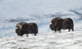 Close up of two male Musk Ox in snowy mountains Royalty Free Stock Photo