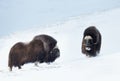 Close up of two male Musk Oxen standing in snowy mountains Royalty Free Stock Photo