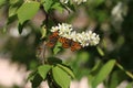 Close-up of two Map butterfly araschnia levana spring season brood with open wings view sitting on bird cherry flowers