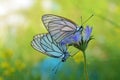 Two mating black-veined white butterflies , Aporia crataegi