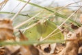 Close-up of two mating brimstone butterflies Gonepteryx rhamni