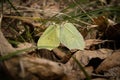 Closeup of two mating brimstone butterflies