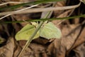 Close-up of two mating brimstone butterflies Gonepteryx rhamni