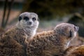 Close-up of two meerkats with one looking at the camera, set against a blurred natural background. Royalty Free Stock Photo