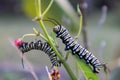 Close up of two monarch butterfly caterpillars Royalty Free Stock Photo