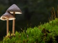 Two mushrooms Mycena abramsii