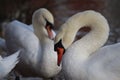 Two mute swans relaxing by a river Royalty Free Stock Photo
