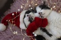 close-up of two muzzles of black - white kittens sleeping in embrace. One kitten wearing Santa hat Royalty Free Stock Photo